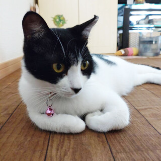 ゴロスリな小春ちゃん