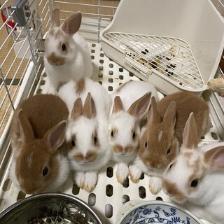 美人＆イケメンベビたんたちです！生後2ヶ月⭐︎