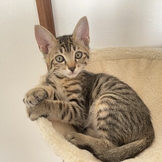 小顔でイケメンなキジトラの男の子