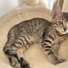 小顔でイケメンなキジトラの男の子 サムネイル2