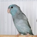 【無事決定しました】可愛いマメルリハインコ　数羽