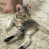 小顔でイケメンなキジトラの男の子 サムネイル4