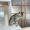 小顔でイケメンなキジトラの男の子 サムネイル5