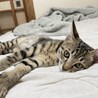 小顔でイケメンなキジトラの男の子 サムネイル6