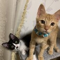 仲良し兄弟　生後3か月位