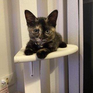 性格が抜群に可愛い2ヶ月女の子