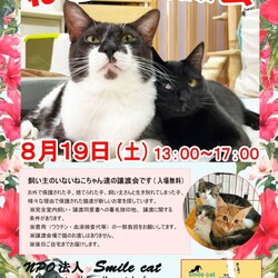 ★８月１９日（土）「ねこの譲渡会」NPO法人Smile cat（室内） サムネイル1