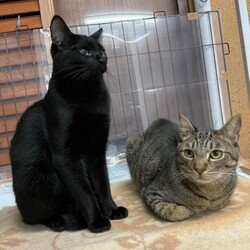 ★８月１９日（土）「ねこの譲渡会」NPO法人Smile cat（室内） サムネイル2