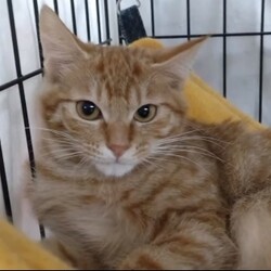 ★８月１９日（土）「ねこの譲渡会」NPO法人Smile cat（室内） サムネイル3