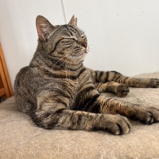 グリーンアイな麦わらさん♪