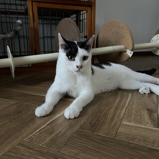 白黒ぶーちゃん♪