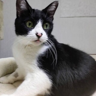 小柄でとっても人懐こい女の子♡ちびくろちゃん