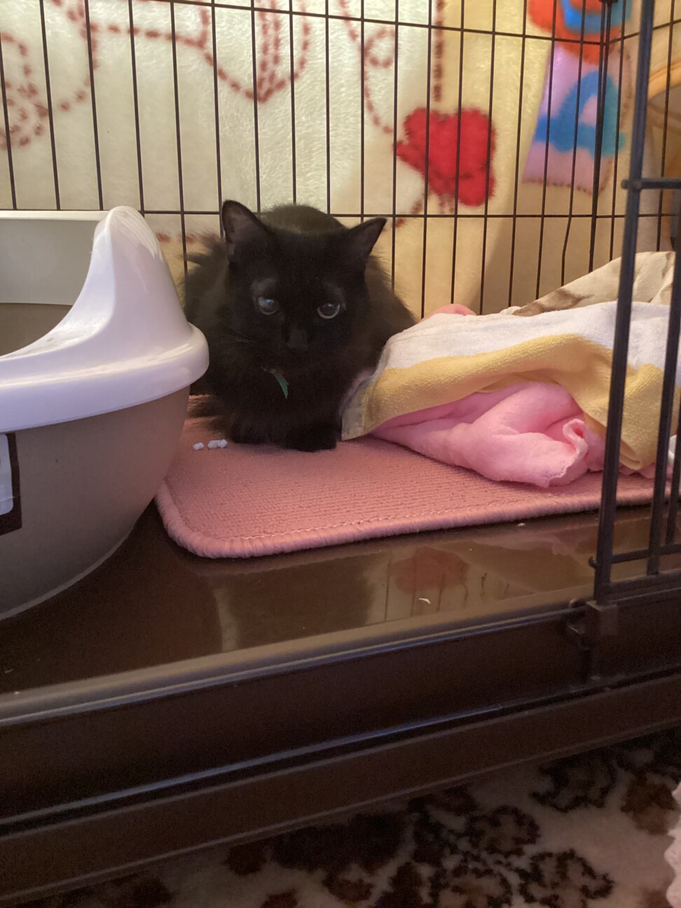 新入り　クロちゃん