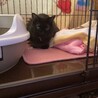 新入り　クロちゃん