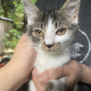 風邪ひきだけど家族に迎えてくれませんか？