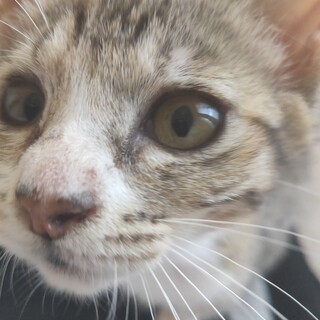  生後４ヵ月半ほどの、サバシロの女の子。 