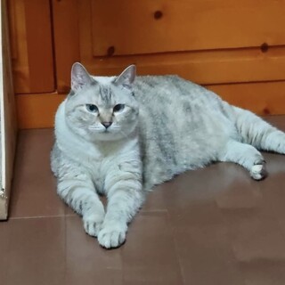 人馴れ抜群！抱っこもOK♡ナッツちゃん