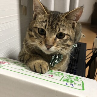 抱っこ大好き　甘えん坊のキジトラくん