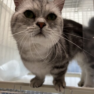 ★短足マンチカンの男の子★血統書あります★