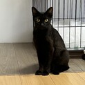 人が大好きクロネコさん