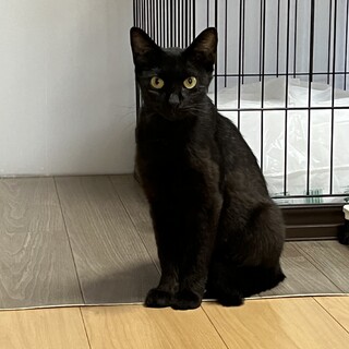 人が大好きクロネコさん