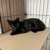 人が大好きクロネコさん サムネイル3