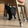 人が大好きクロネコさん サムネイル4