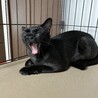 人が大好きクロネコさん サムネイル5
