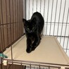 人が大好きクロネコさん サムネイル6