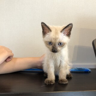 シャム柄オス　もち　2ヶ月