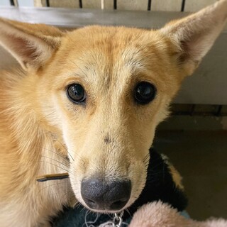 【相談中】かわいい　うららちゃん　1歳未満