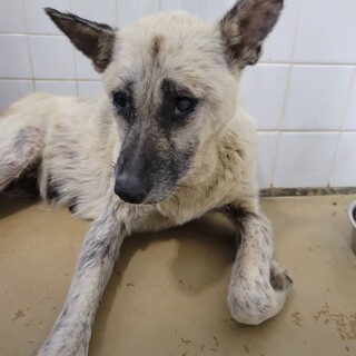 殺処分対象です、明日までの期限です！