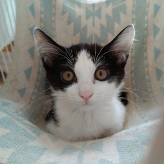 きれいなハチワレ美男子『ひこぼし』