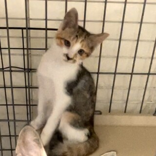 トライアル　幸せ待ち。ミケキジ白❤️みけこ