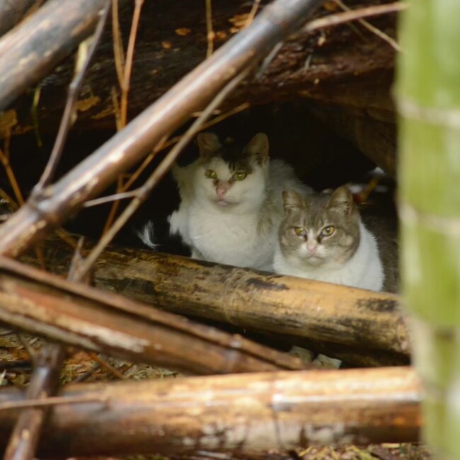 愛知フォレストキャッツのカバー写真