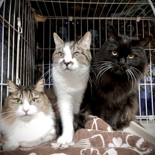 【深刻】飼い主が病気になって保護された3匹