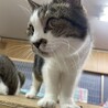 【深刻】飼い主が病気になって保護された3匹 サムネイル6