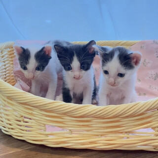 【静岡県島田市】生後3週間。誕生日わかります！