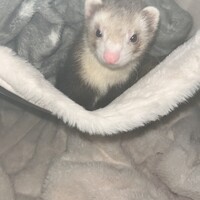 きゃりー