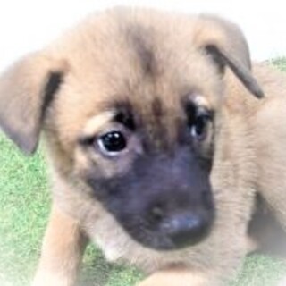 5-3-143◆可愛い子犬◆家族に迎えませんか？