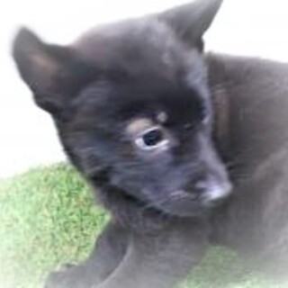 5-3-144◆可愛い子犬◆家族に迎えませんか？