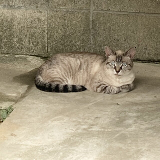 おとなしいシャムミックスさん