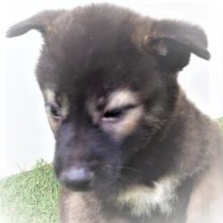 5-3-145◆可愛い子犬◆家族に迎えませんか？