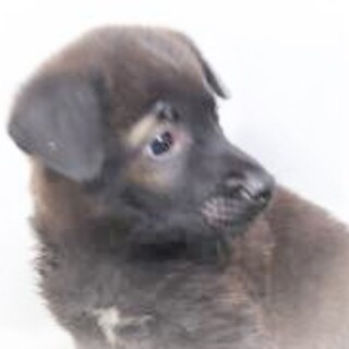 5-3-146◆可愛い子犬◆家族に迎えませんか？