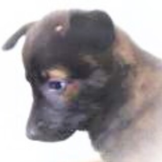 5-3-147◆可愛い子犬◆家族に迎えませんか？