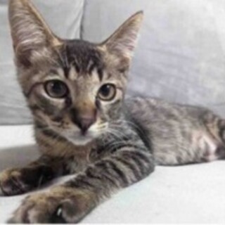 抱っこもできるまつりくん