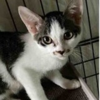 元気な男の子ごましおくん