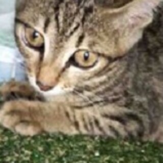 活発で遊び上手なかのこちゃん