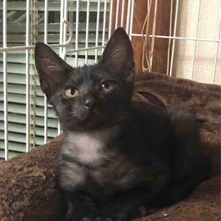 すこし怖がりなヨルくん