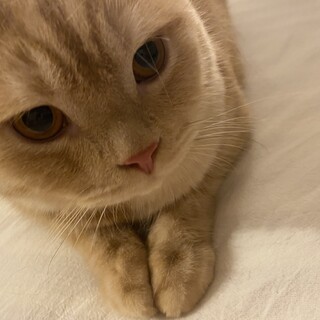 スコティッシュフォールド4才の男の子です！